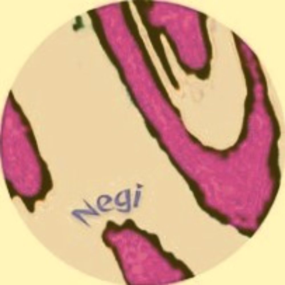 Negi🎵🥁