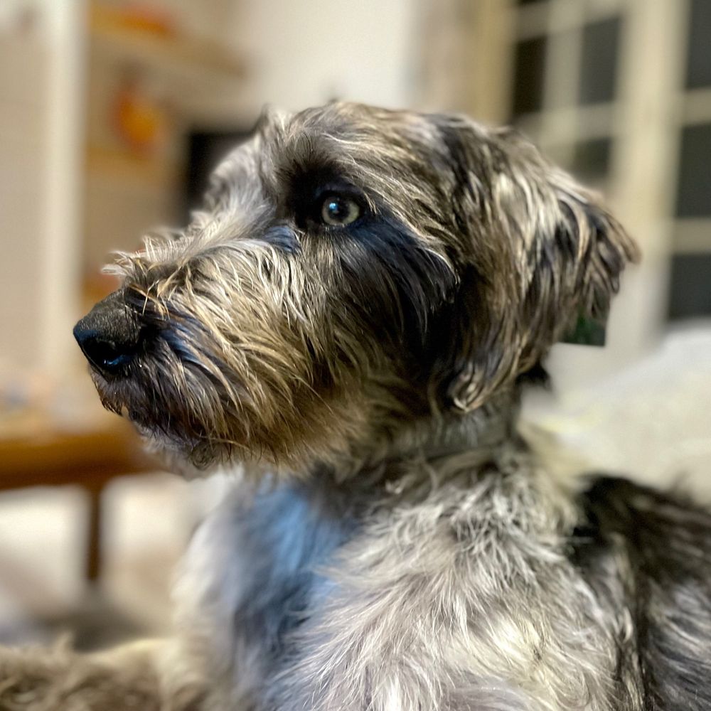 Helen, Walker of Dogs
