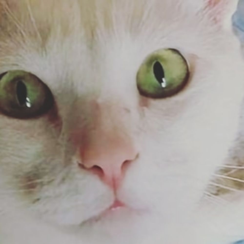 Kittymom2