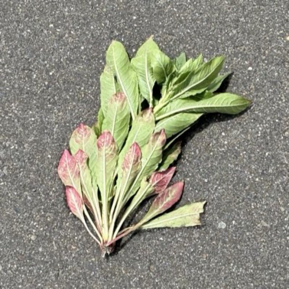 つきよ