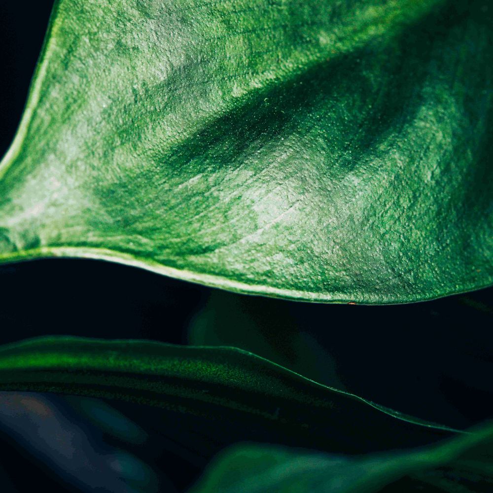 Science for Sustainability