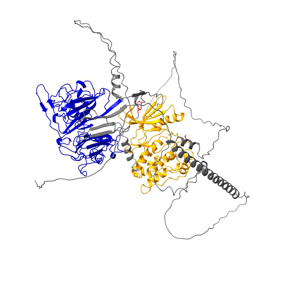 Roig Lab - Cell Cycle and Signaling