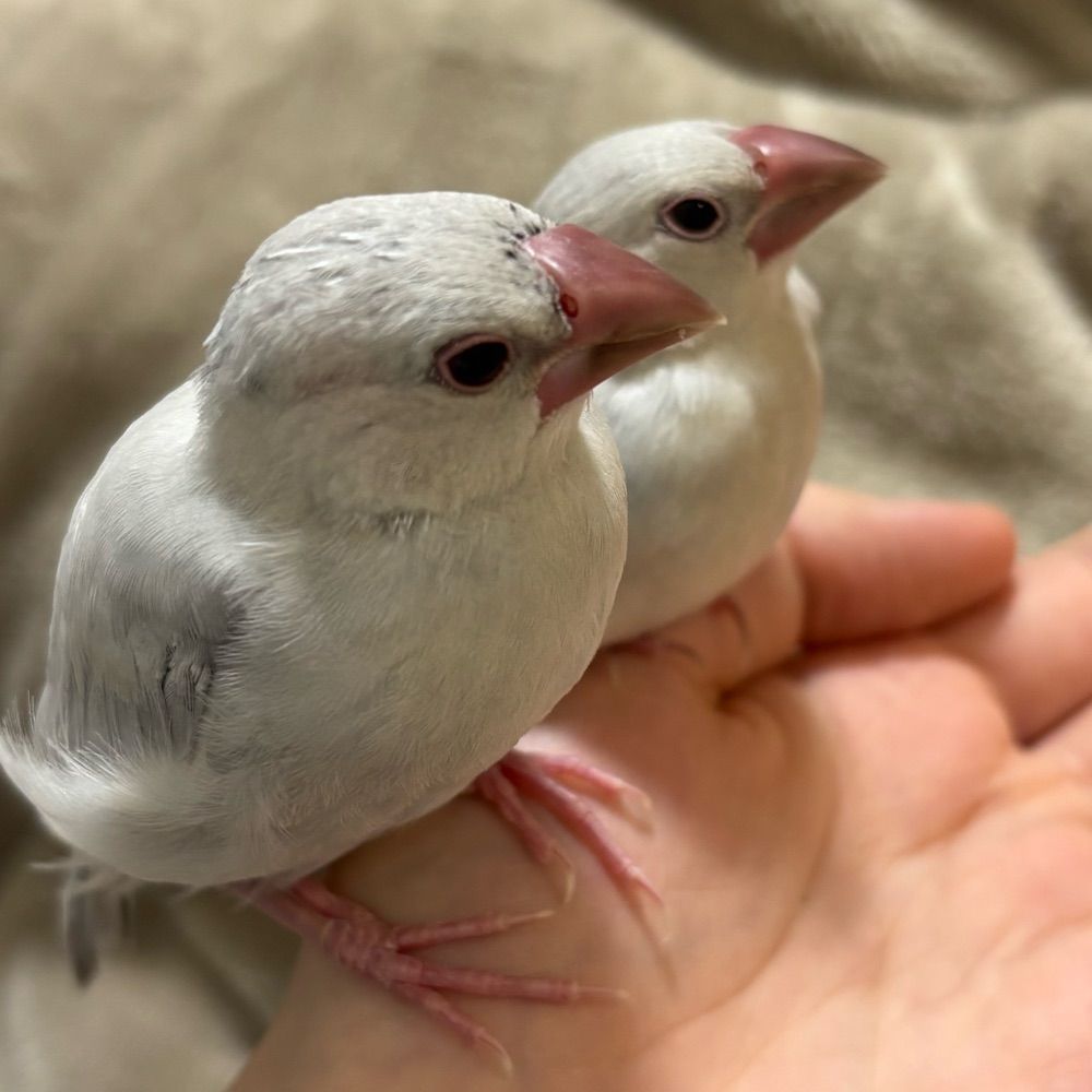 よな鳥
