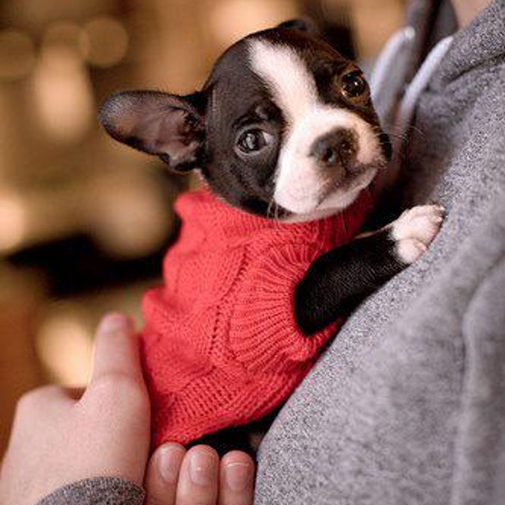 Boston Terrier Lovers