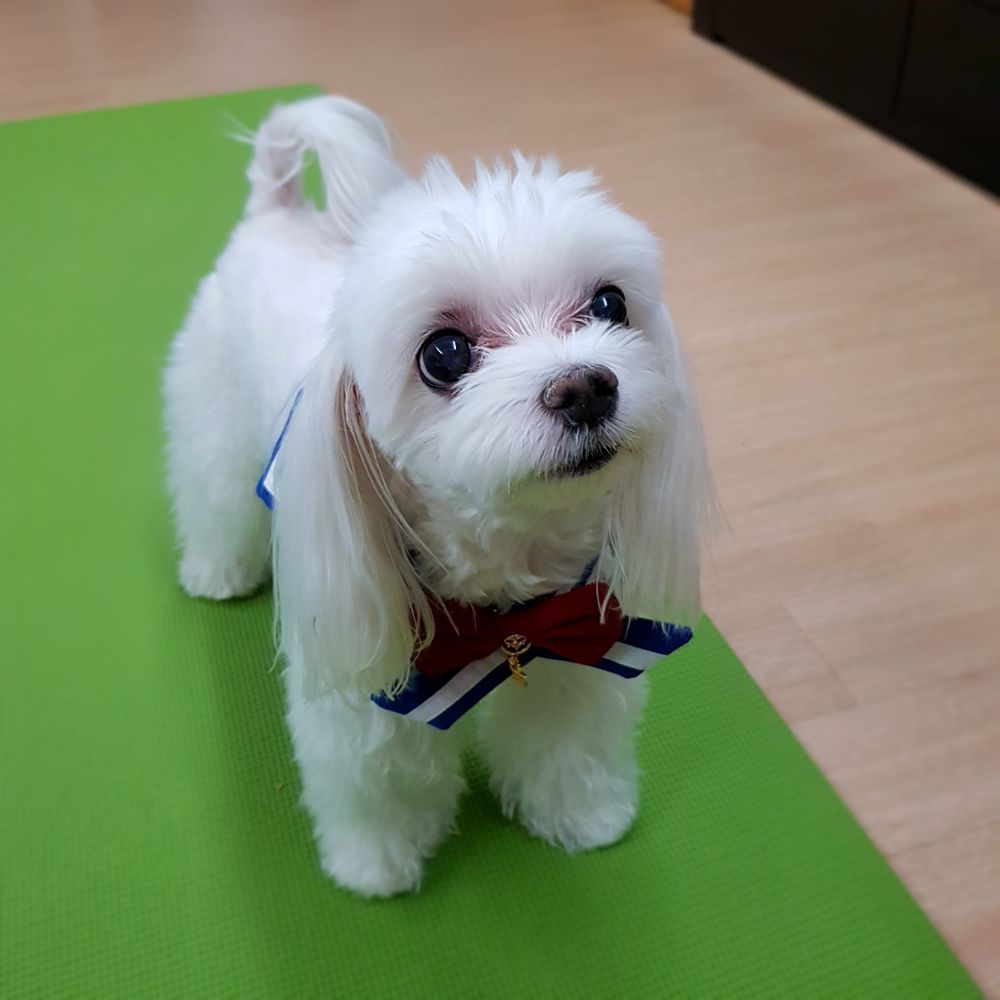 나리🐶안