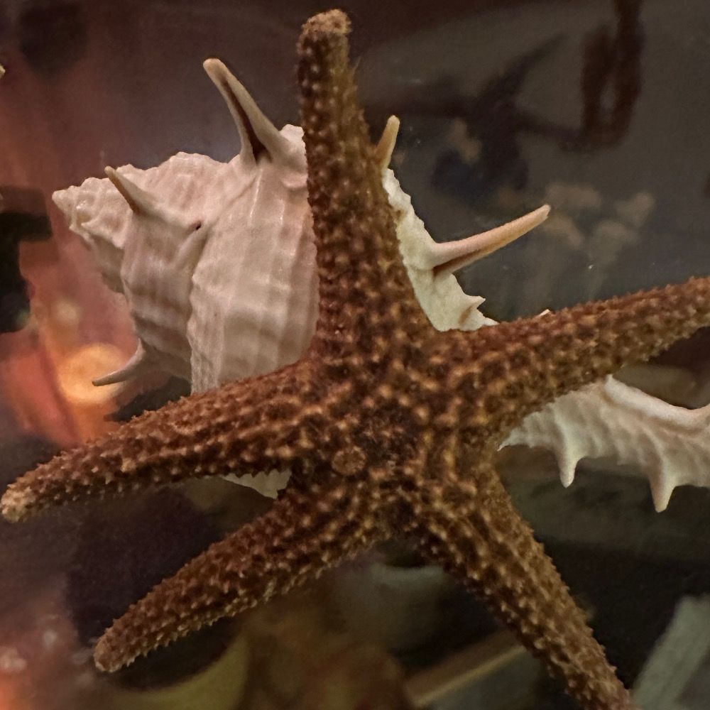 Winky the Brown Starfish