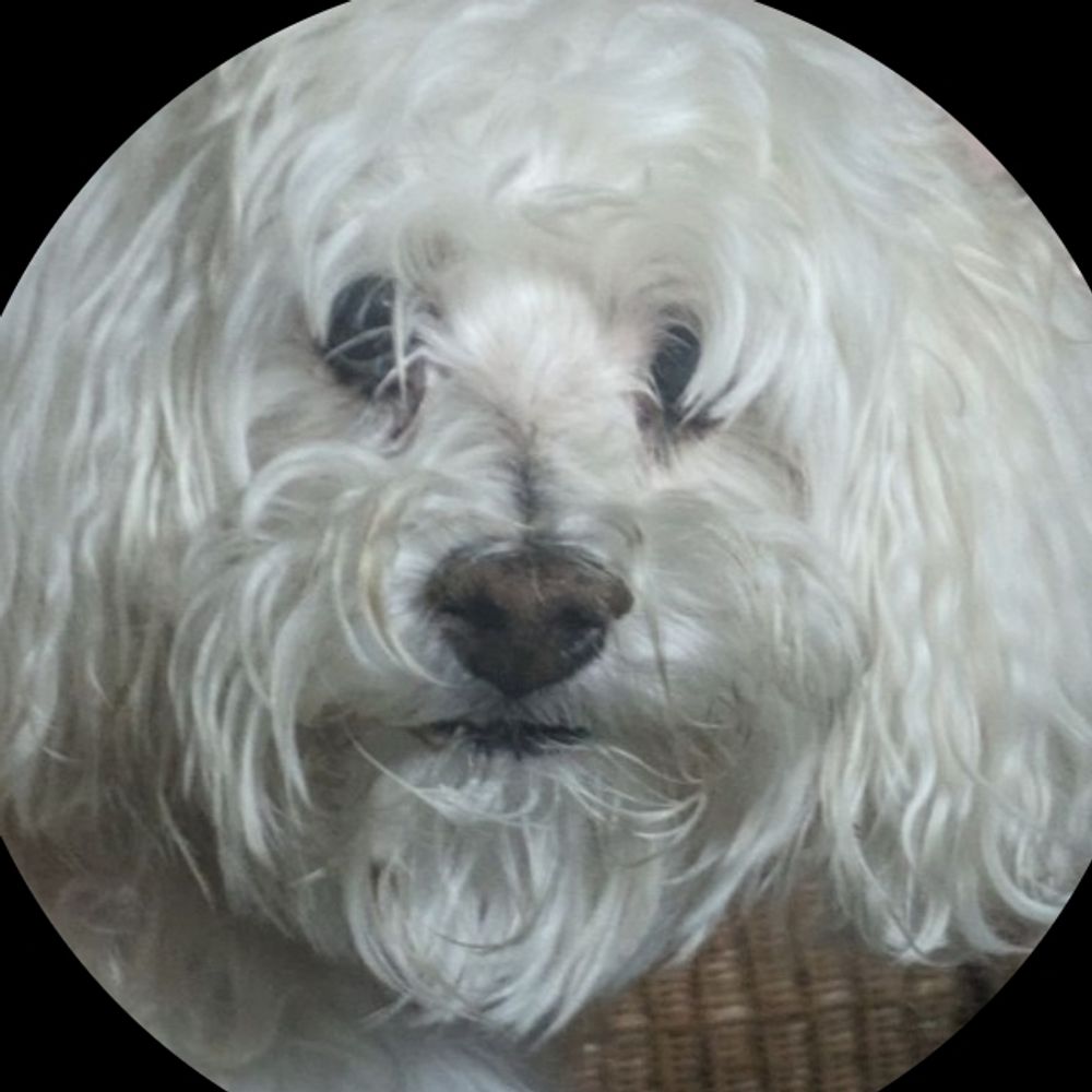 JoeCockapoo (In memoriam)