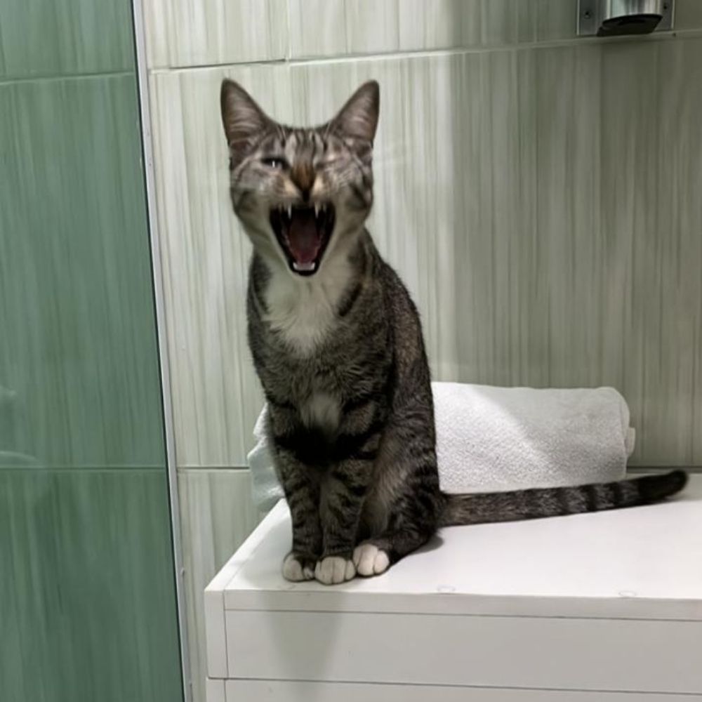 fã do garfield 