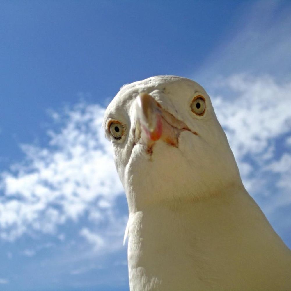 a seagull