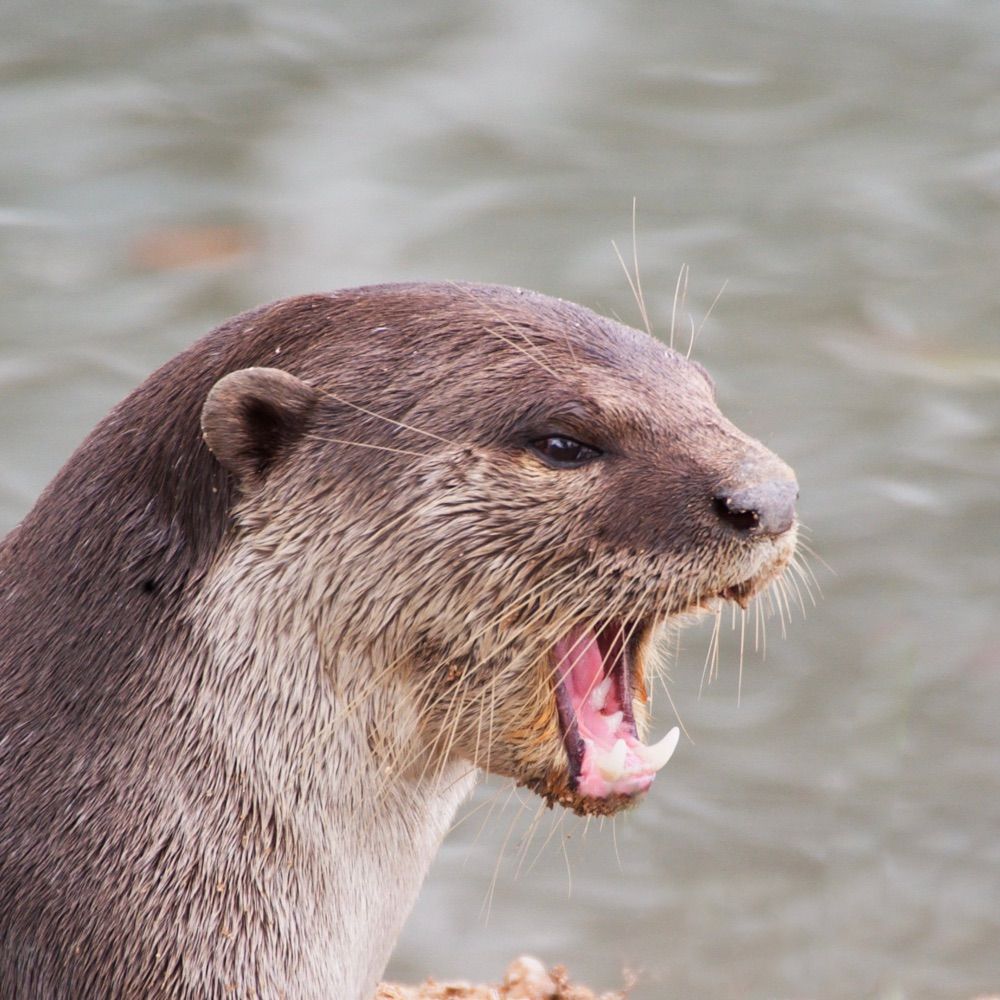 aiotter