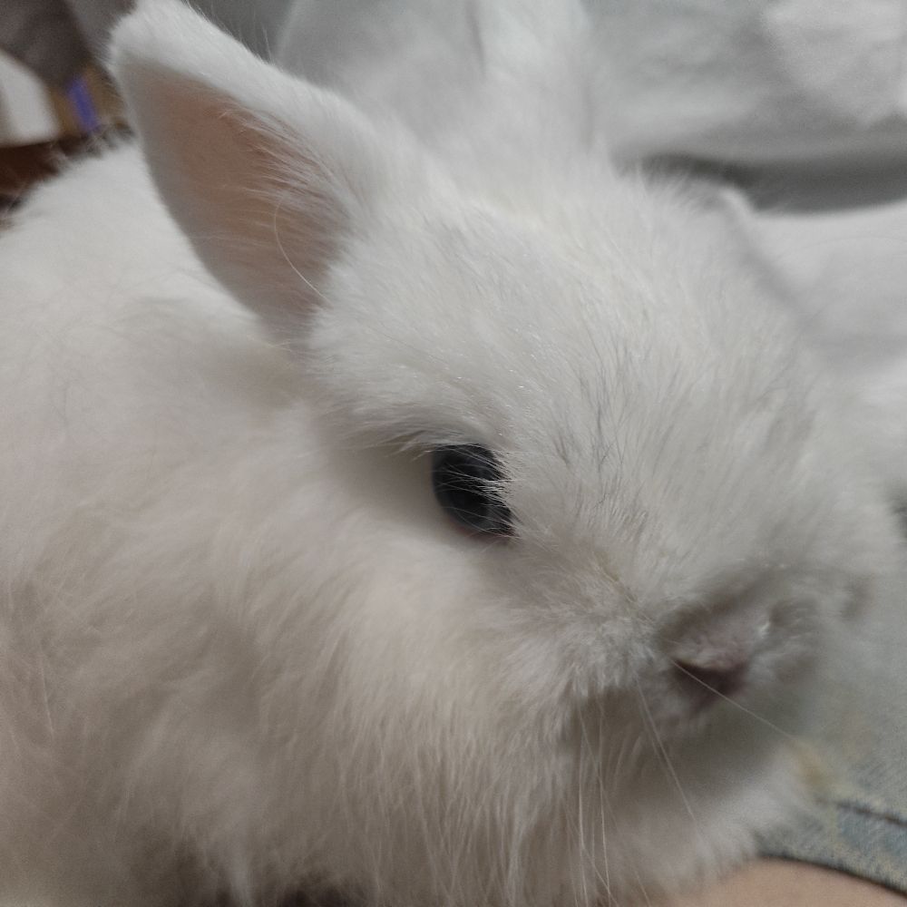 Miyo