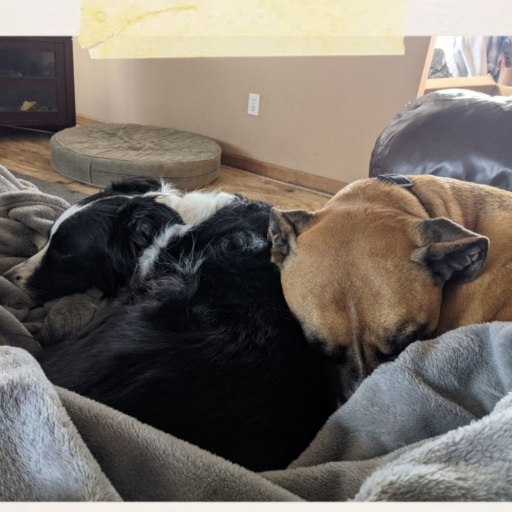 Animal Crazed