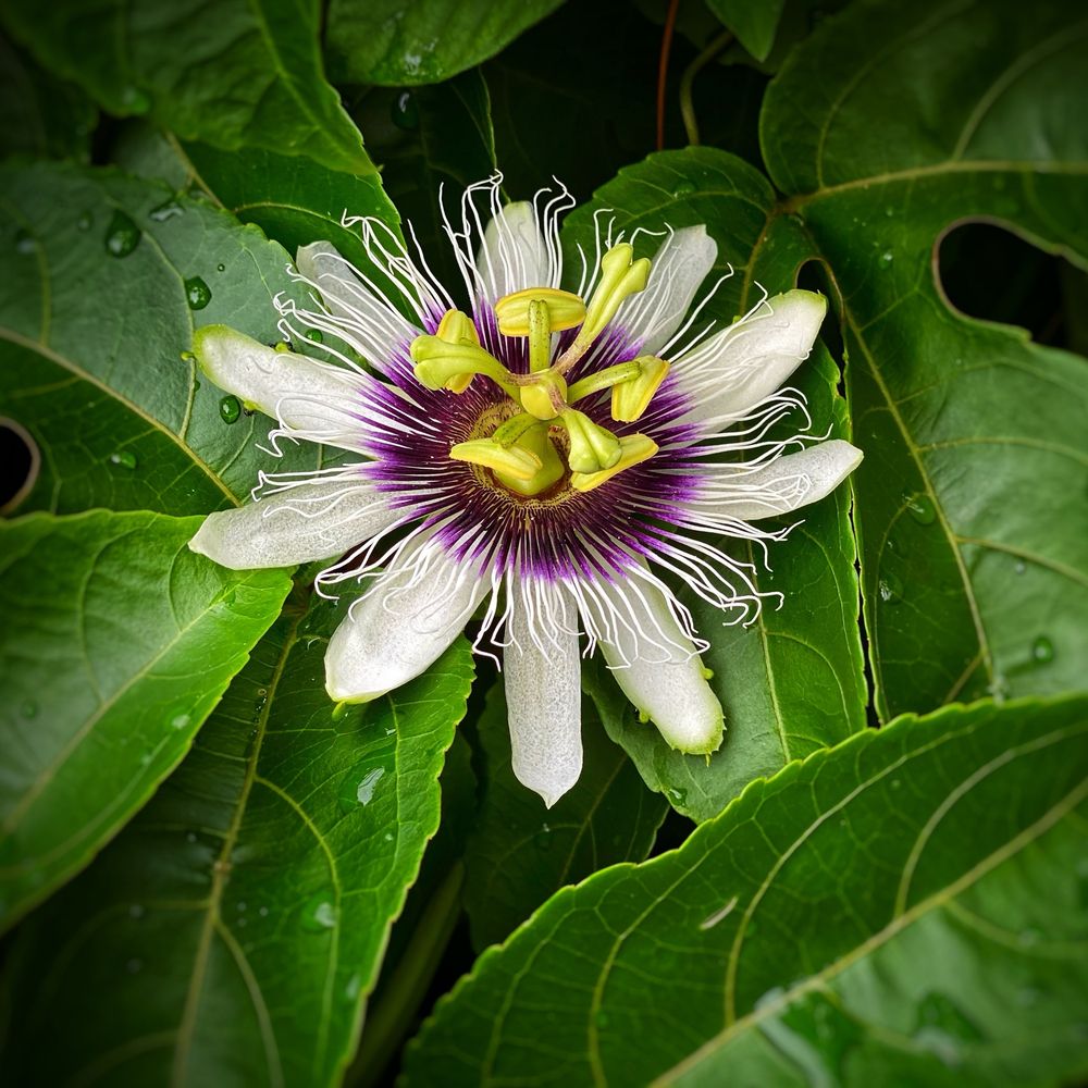 Crystal Cooper Images