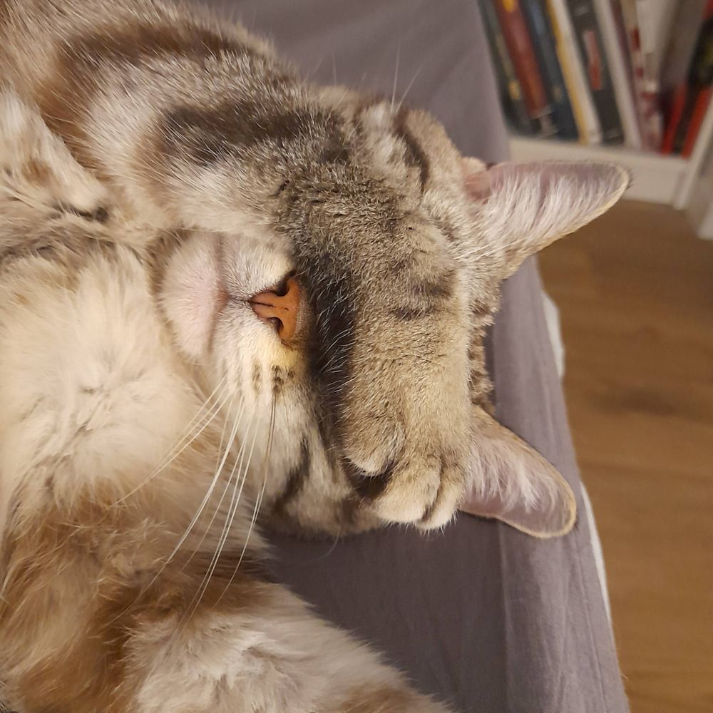 Chaton des finances