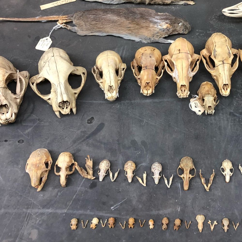 The Spatial Ecology & Paleontology Lab @GT