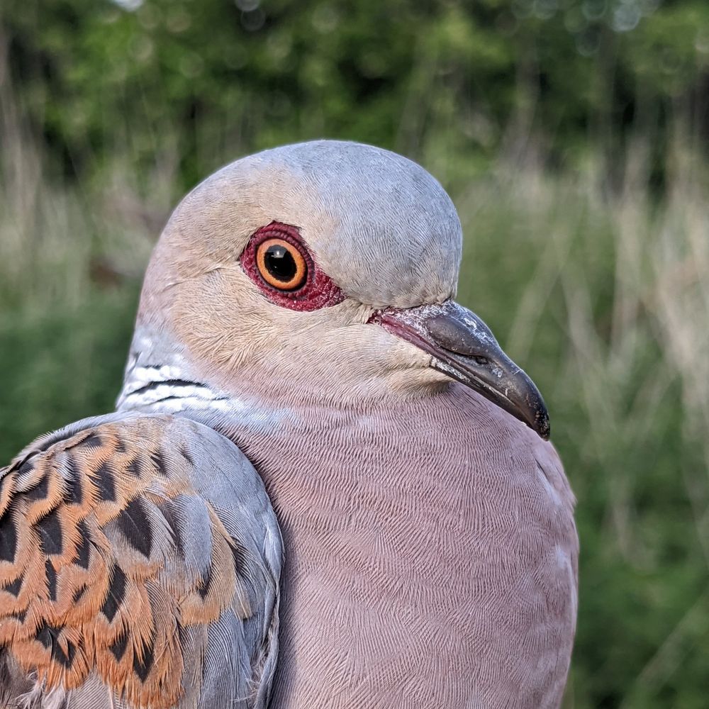 Marden Wildlife