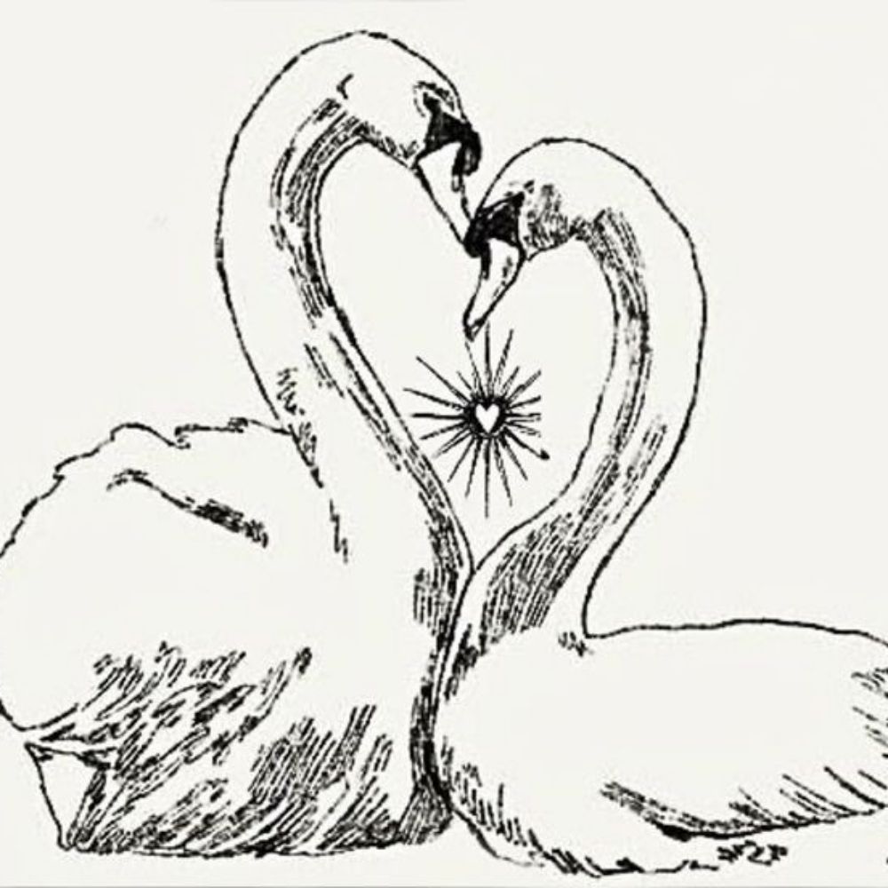 Cygnet Dylan