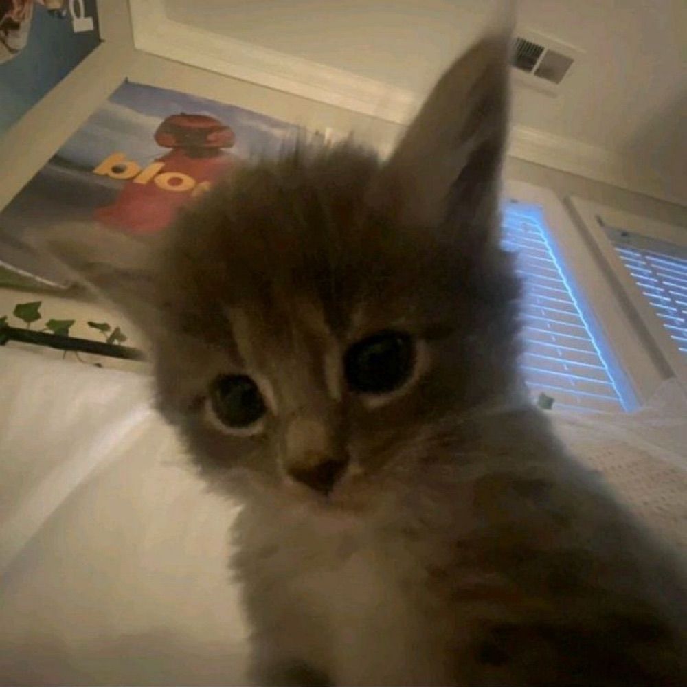 Daily cat posting