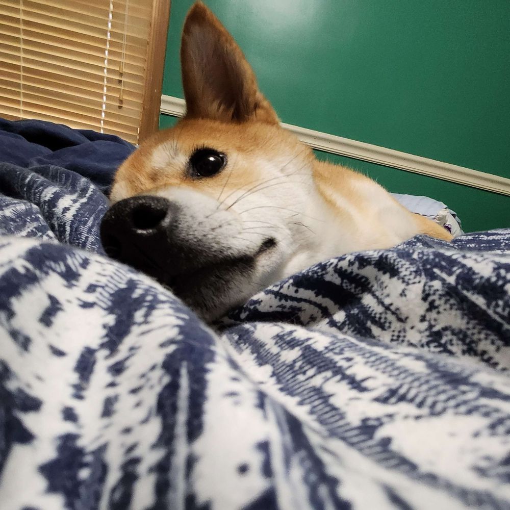 Doge Wrangler