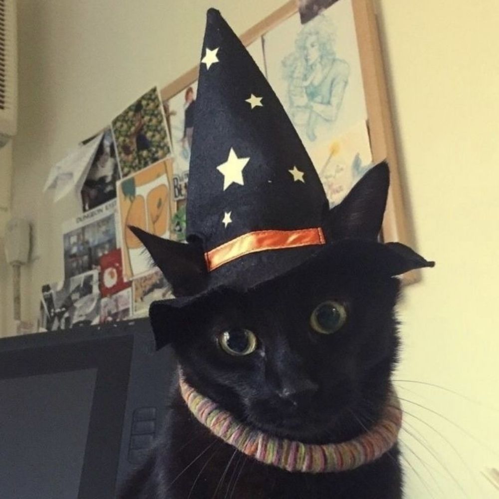 😹