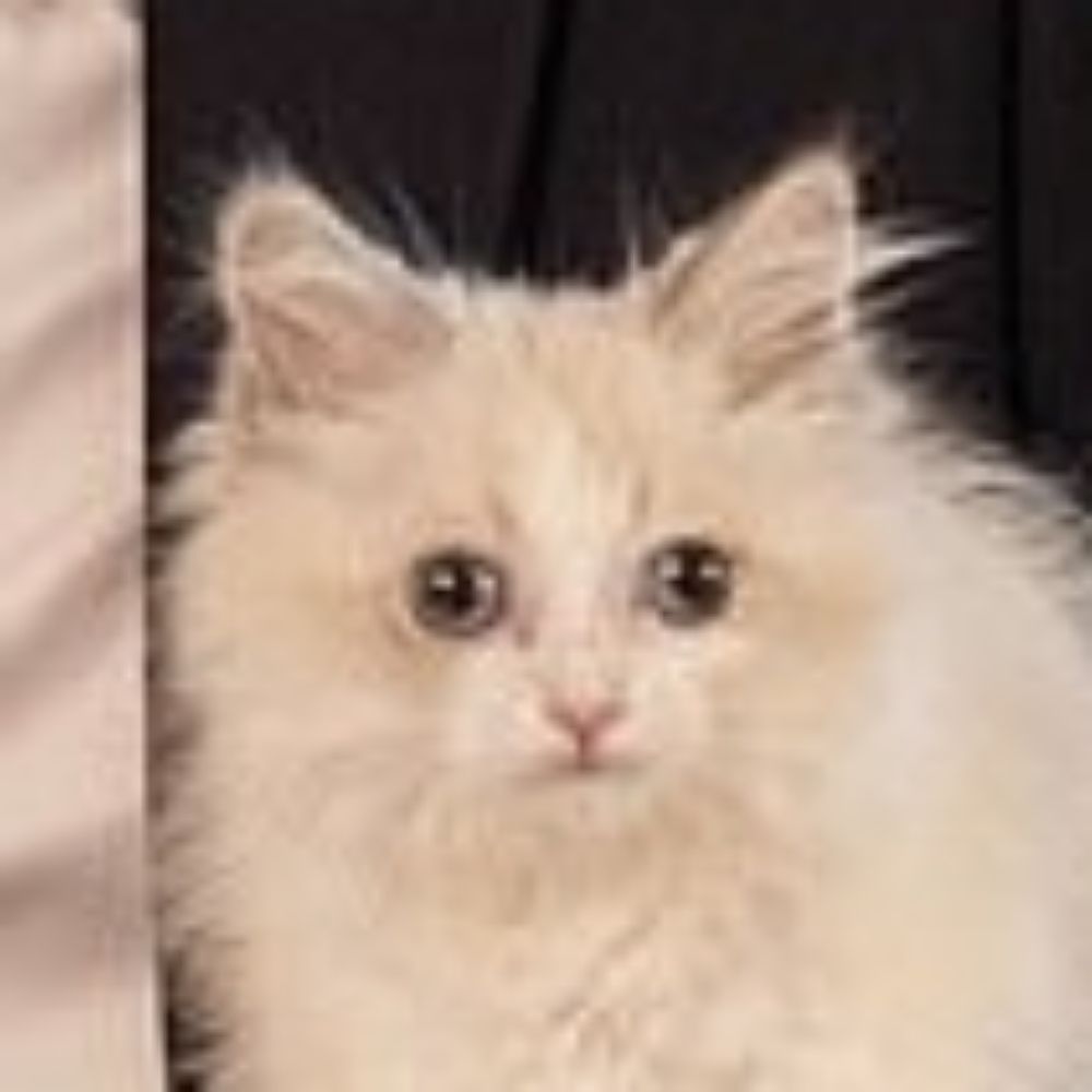 Prince The Cat