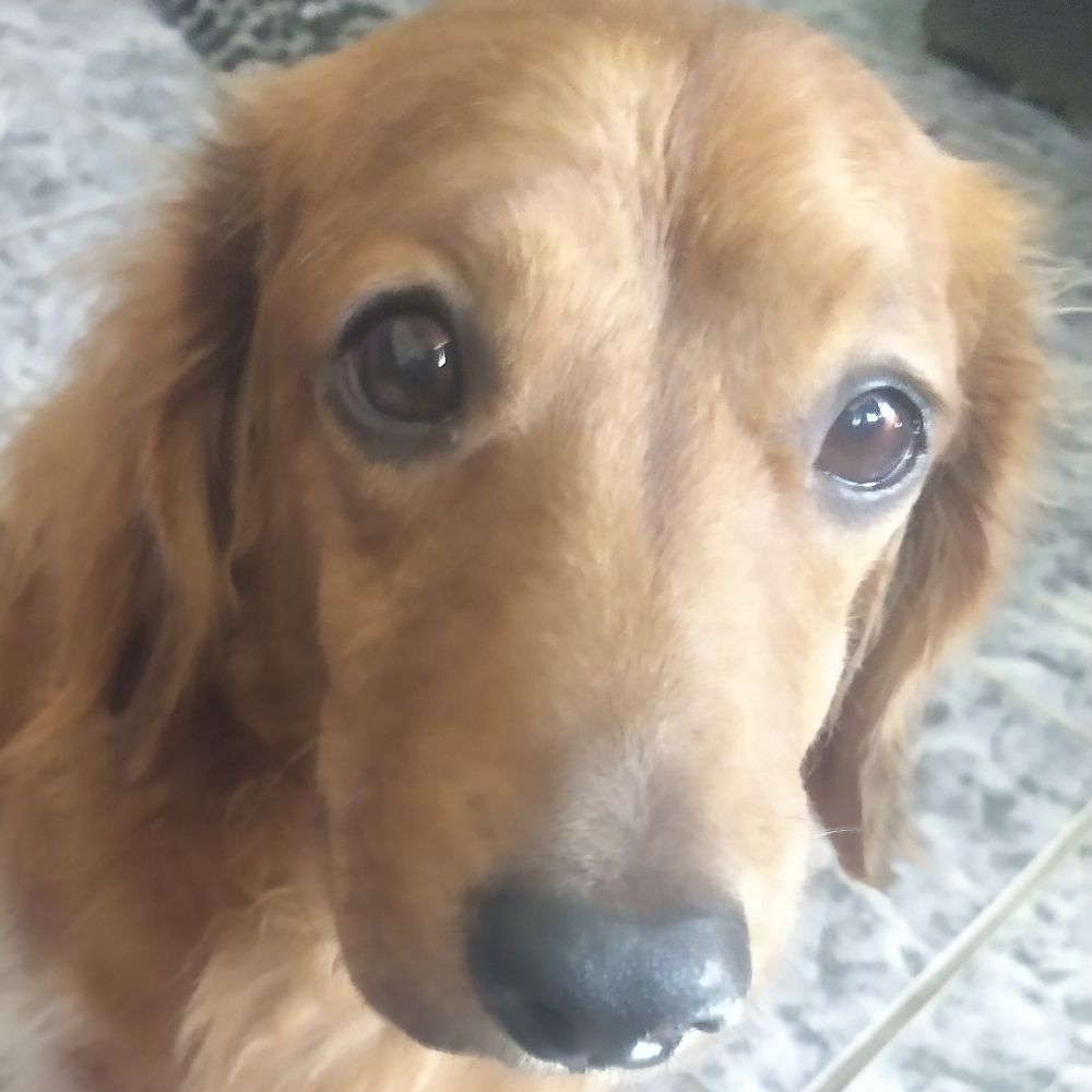 Lucas