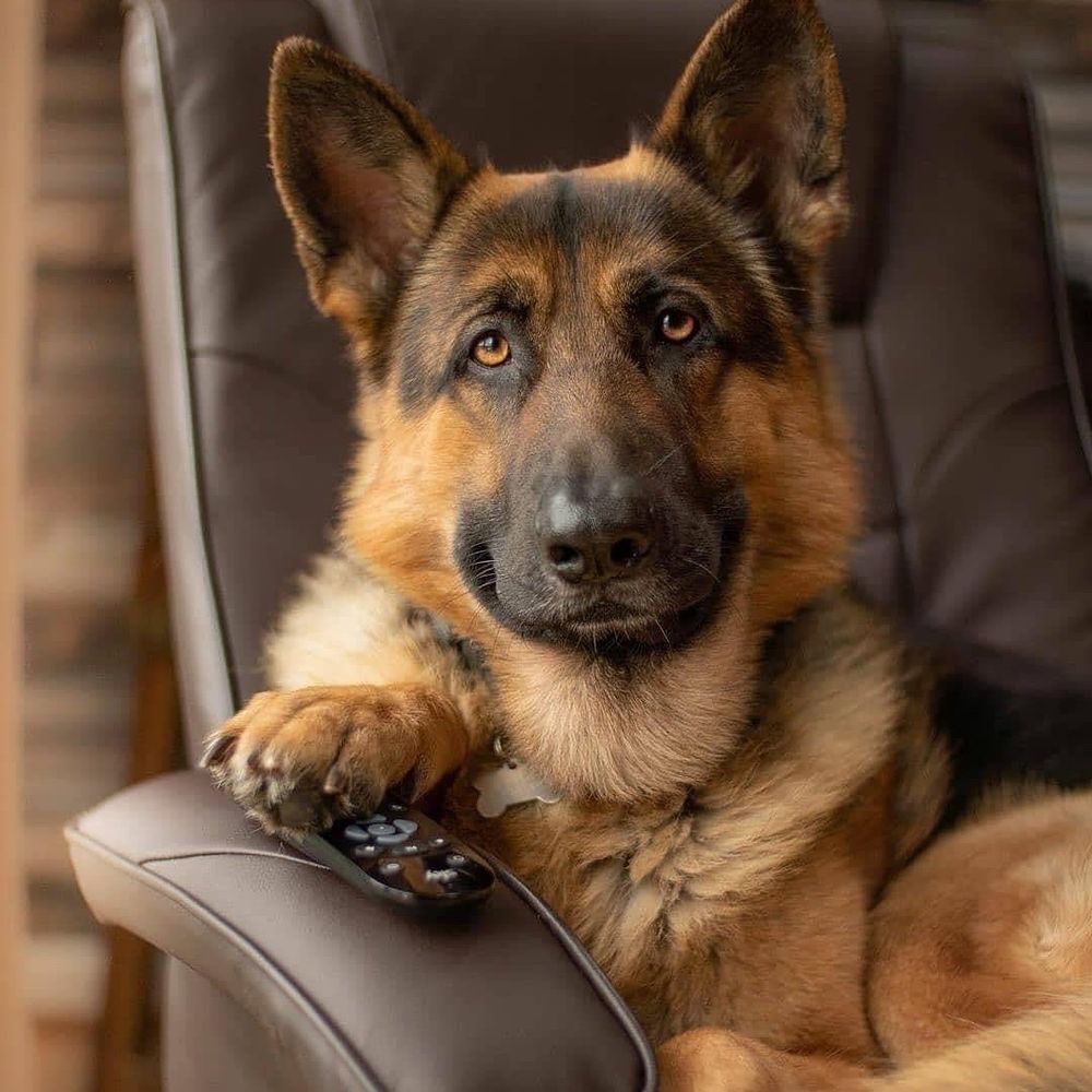 ShepDotExe