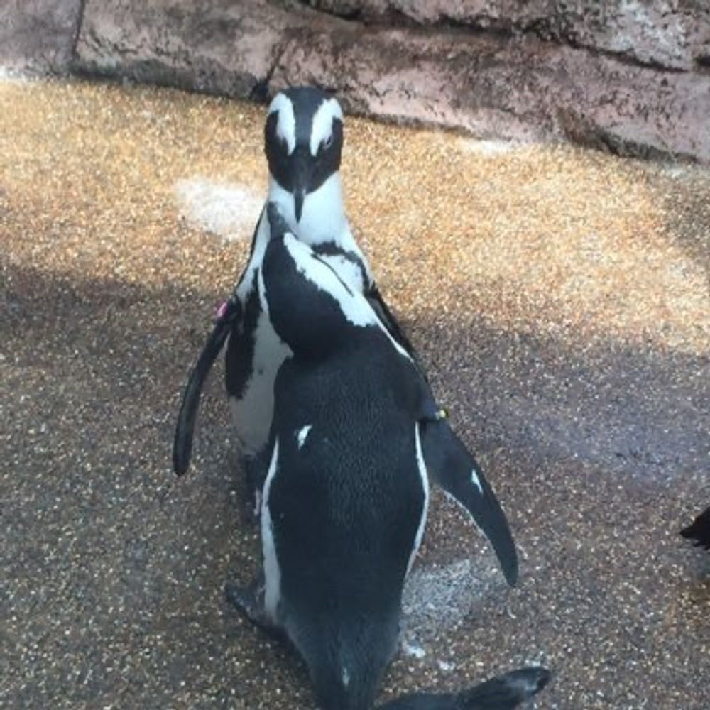 ツタスケ