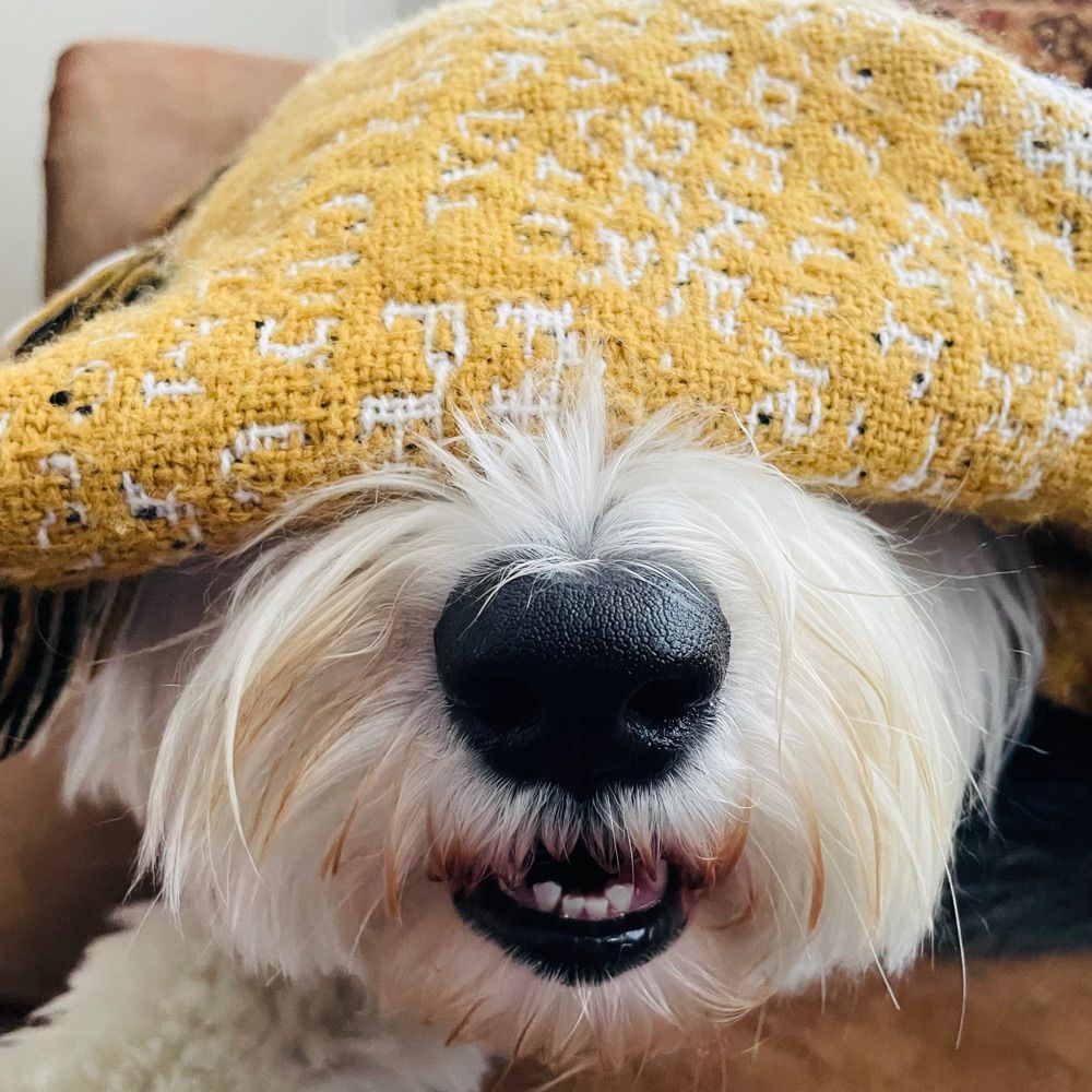 Denco Darlin’