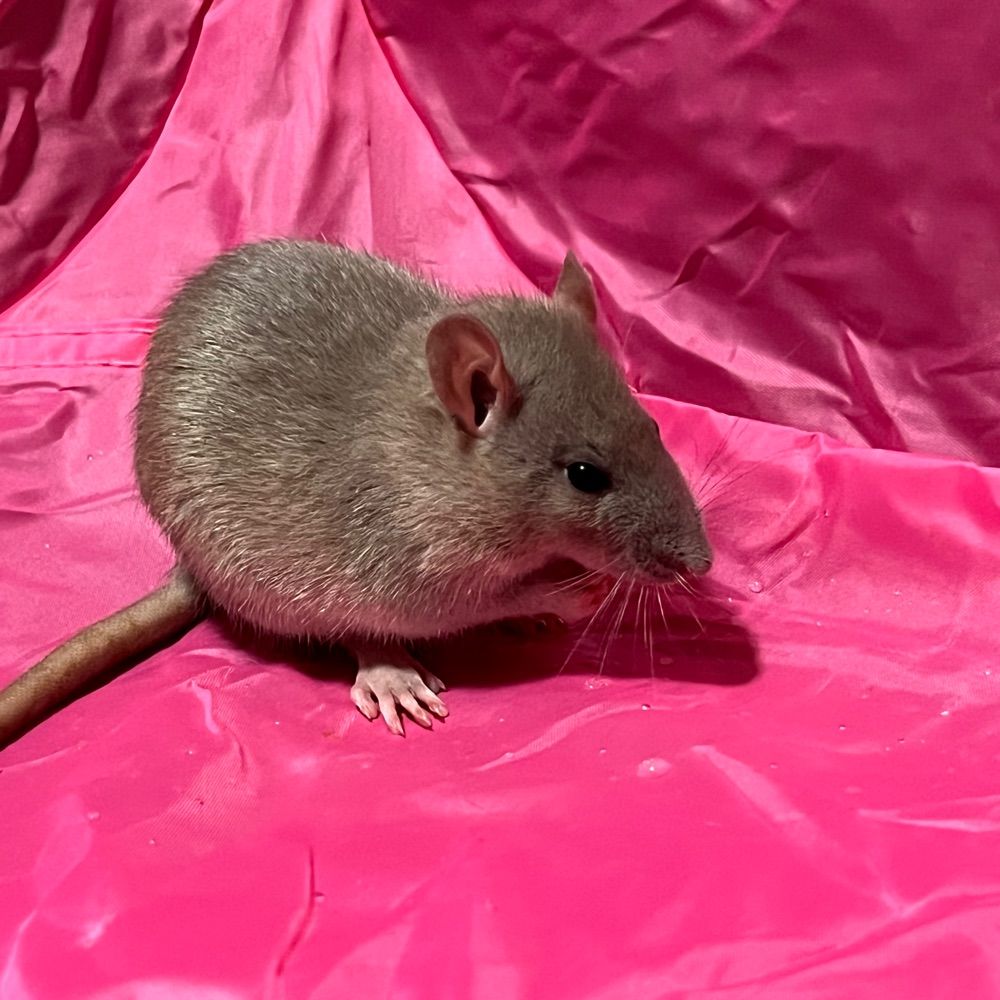 Mama Mel