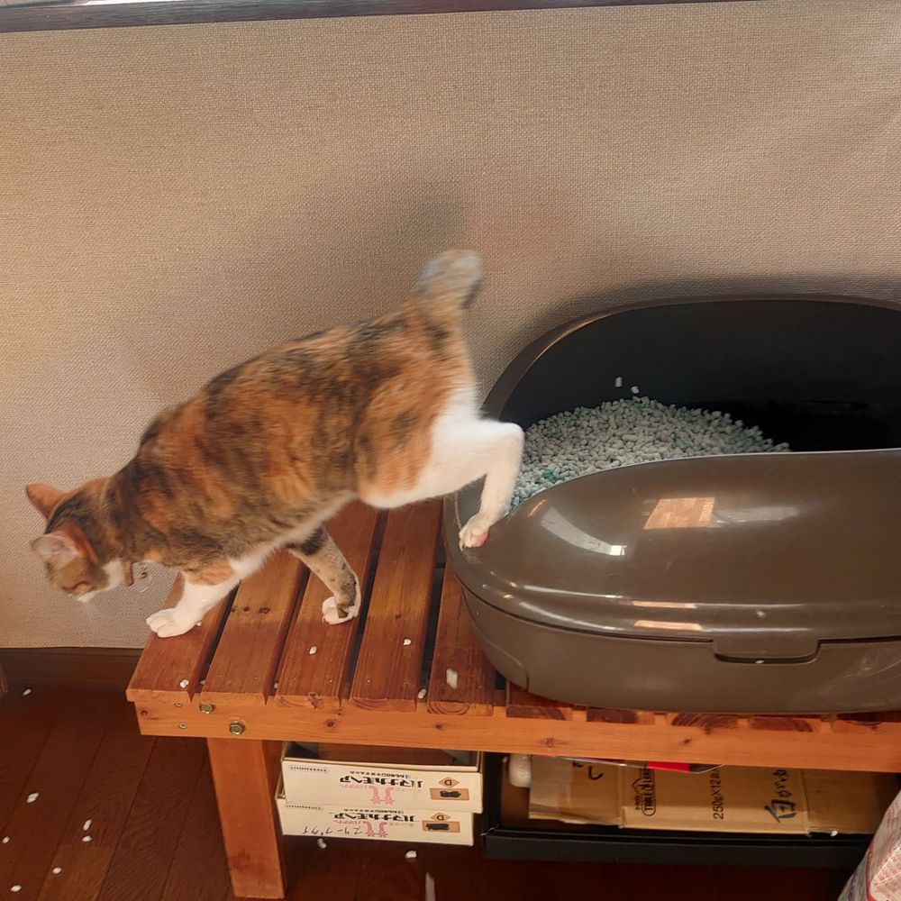 動物のふか