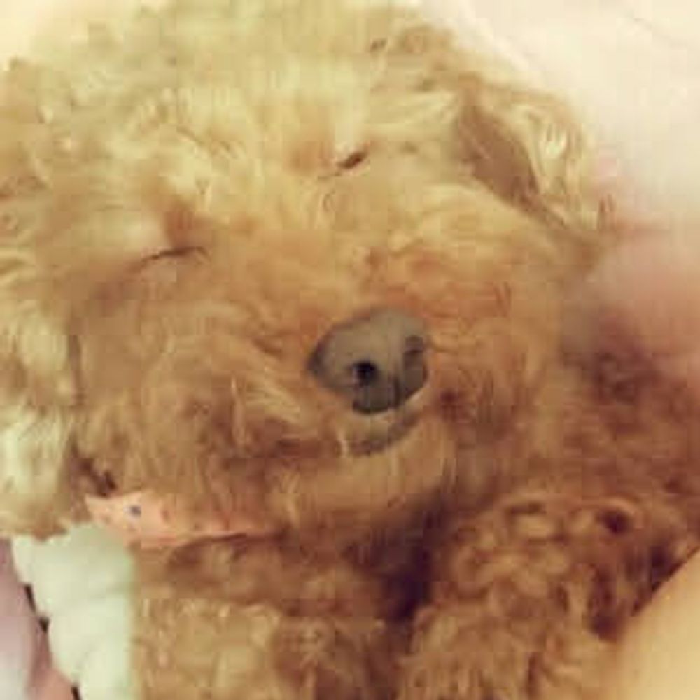 둠