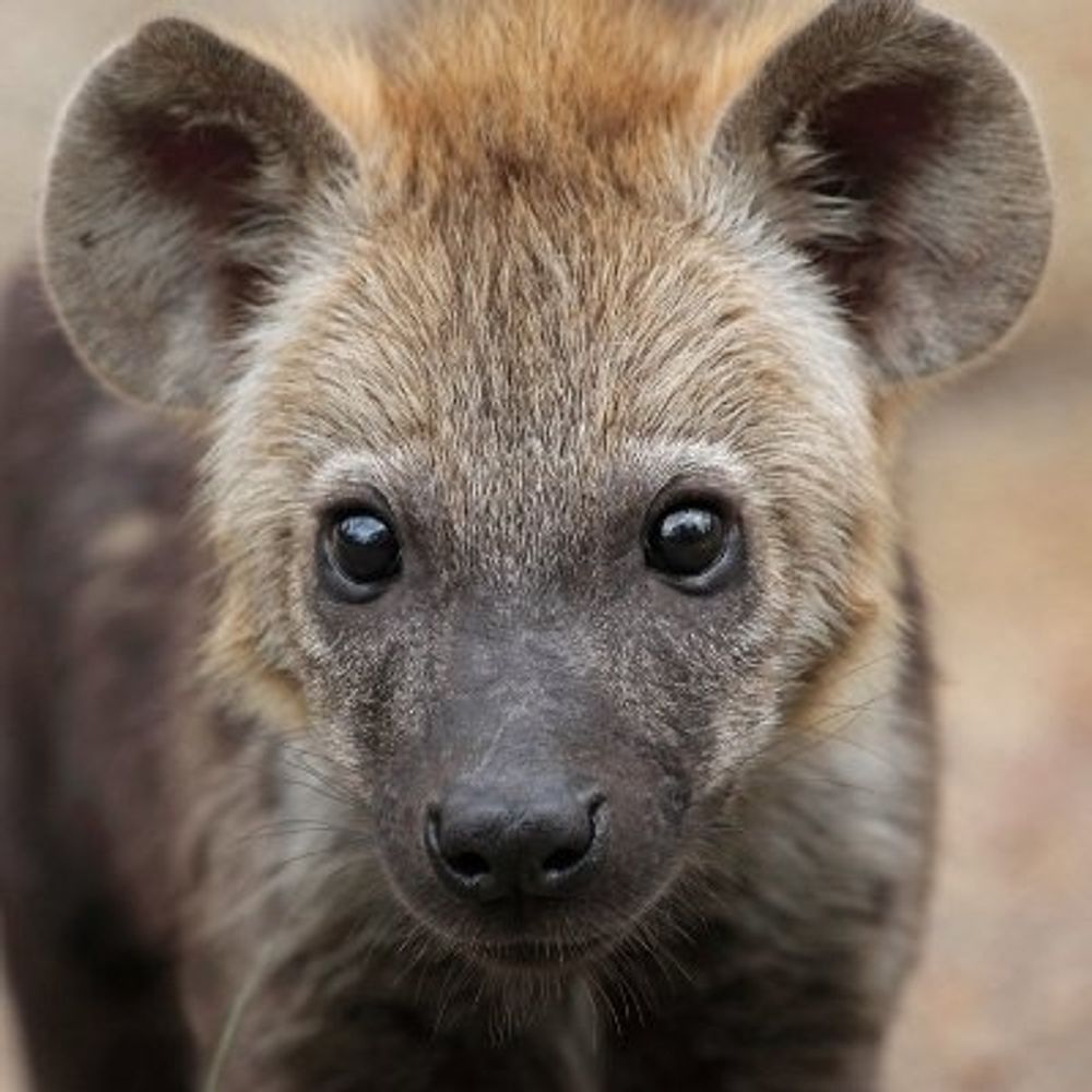 Hourly Yeen