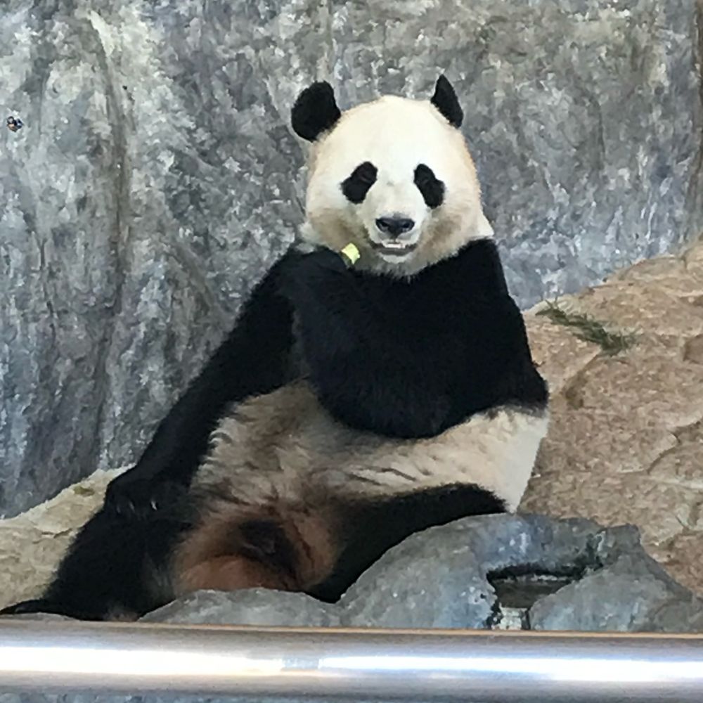 パンダ🐼