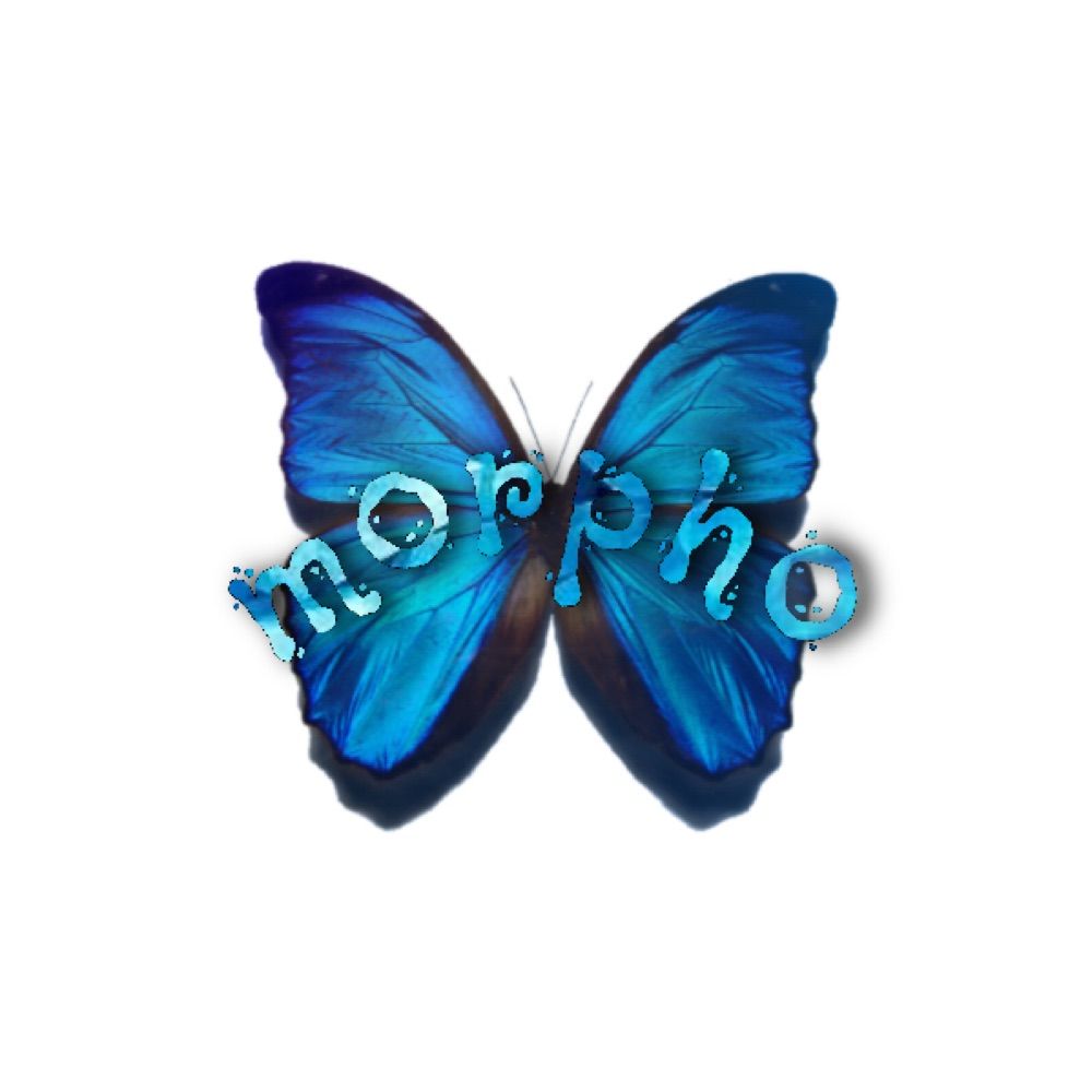 Morpho 🦋