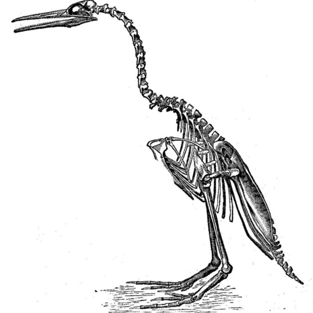 Hesperornis