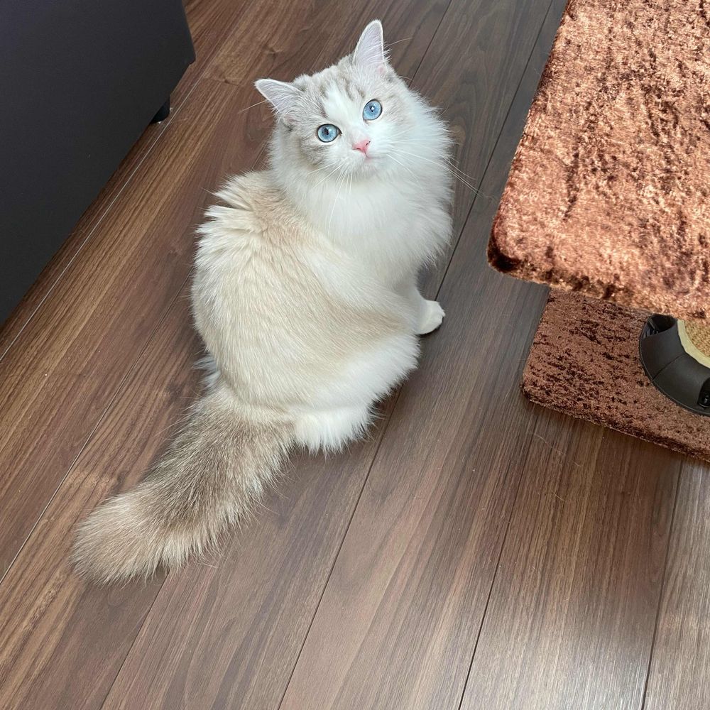 Minmi