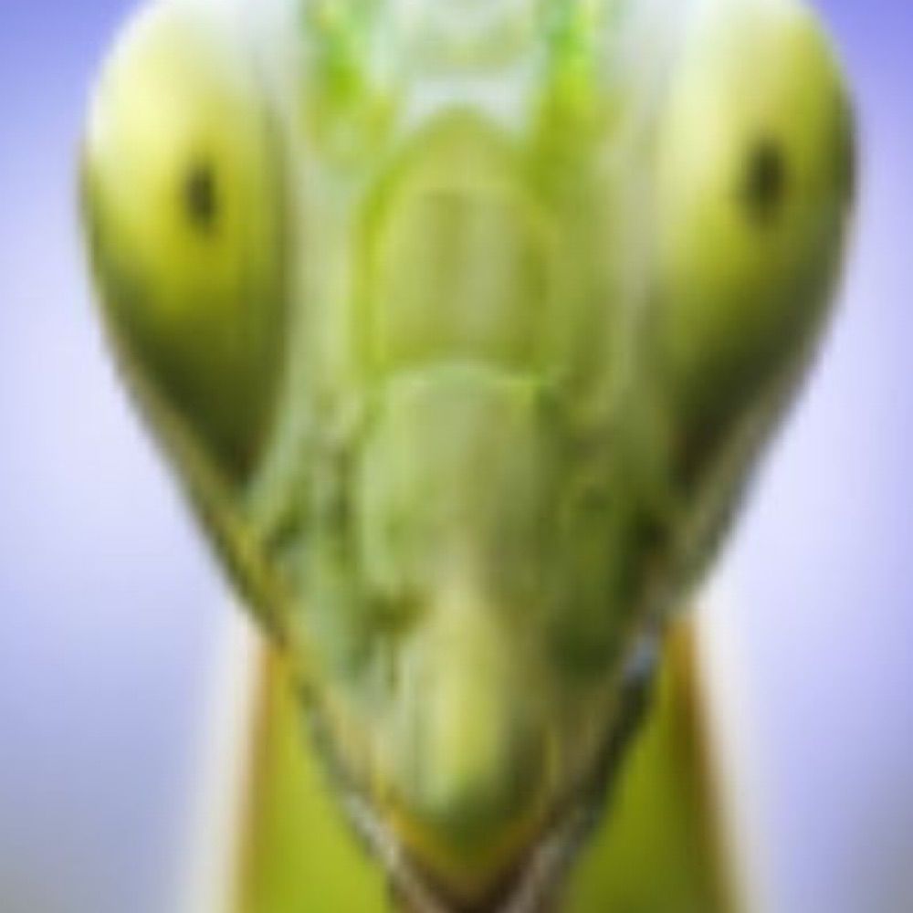 a moth (not to be confused with a mantis)
