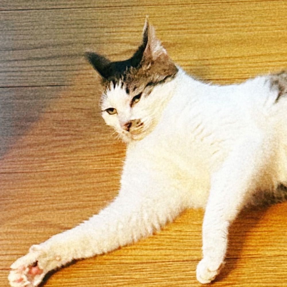 やばもそ