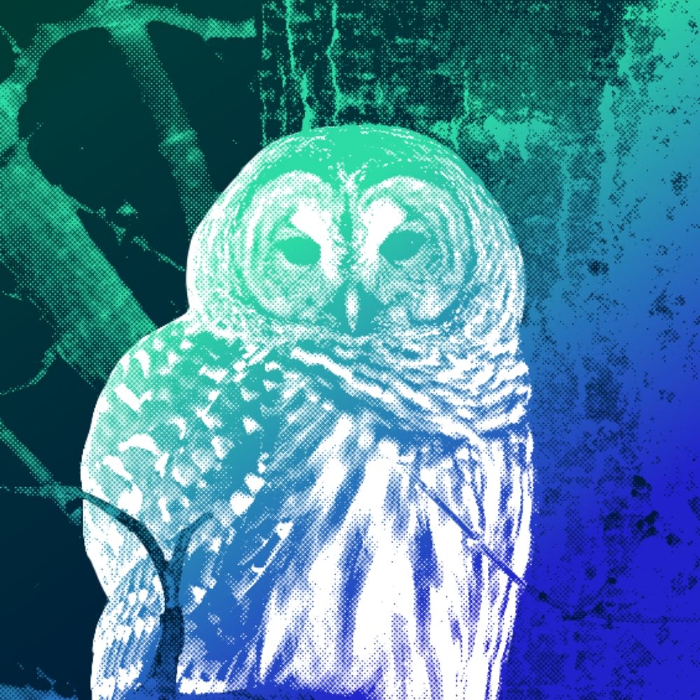 Lindsay 🦉