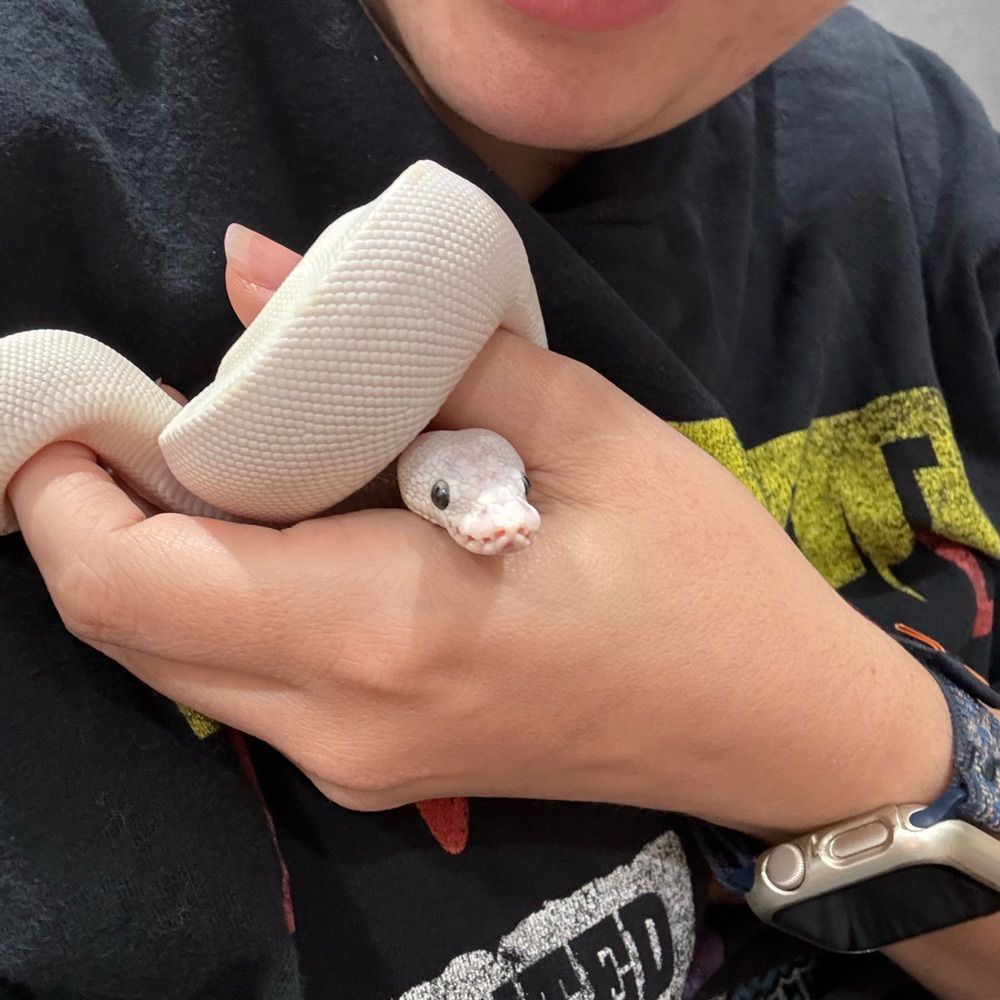 Radical Snek