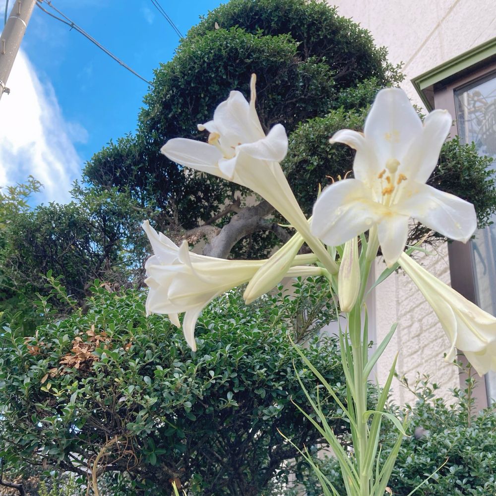 🍃悠(ゆう)🍃←もと･稲森
