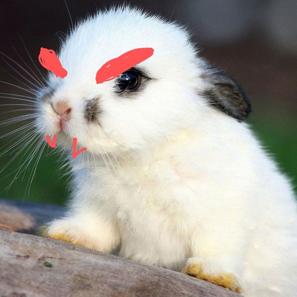 a bunny just one bunny