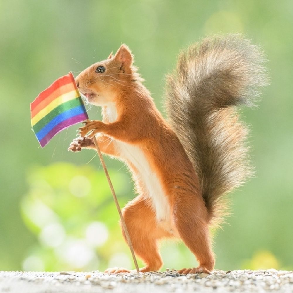 Squirrel Girl 🐿🏳️‍🌈