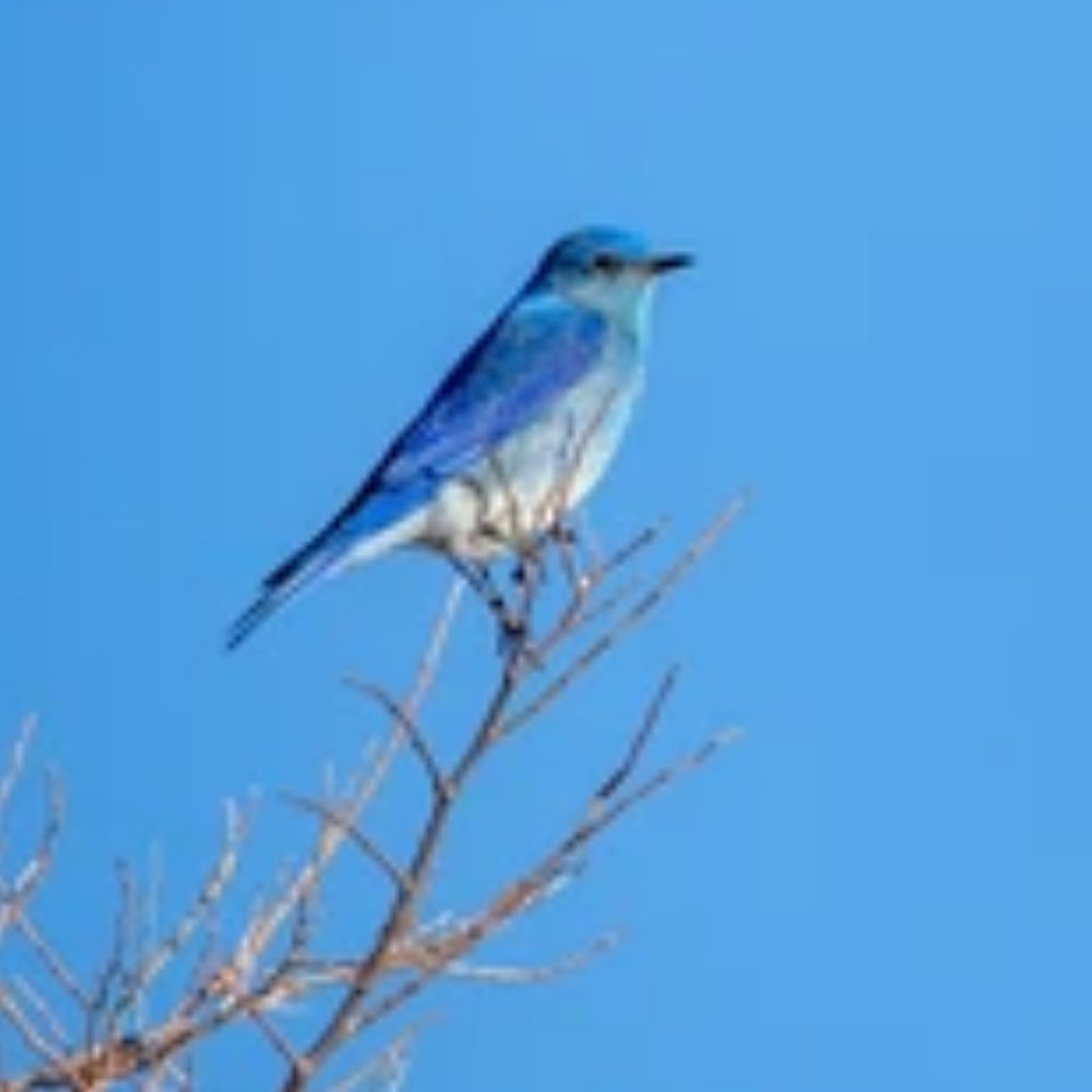Blue Cloud Bird's avatar