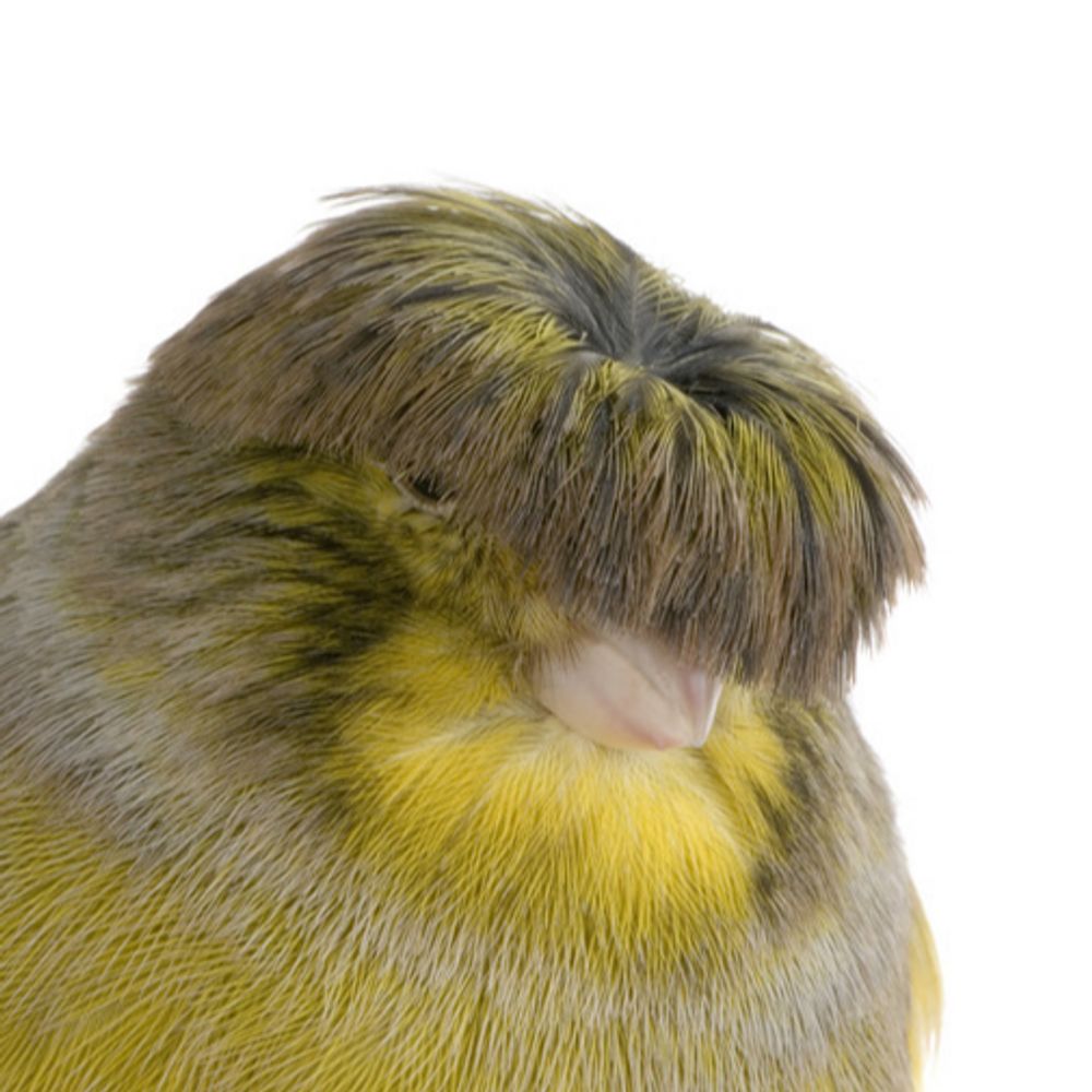 Tothoro