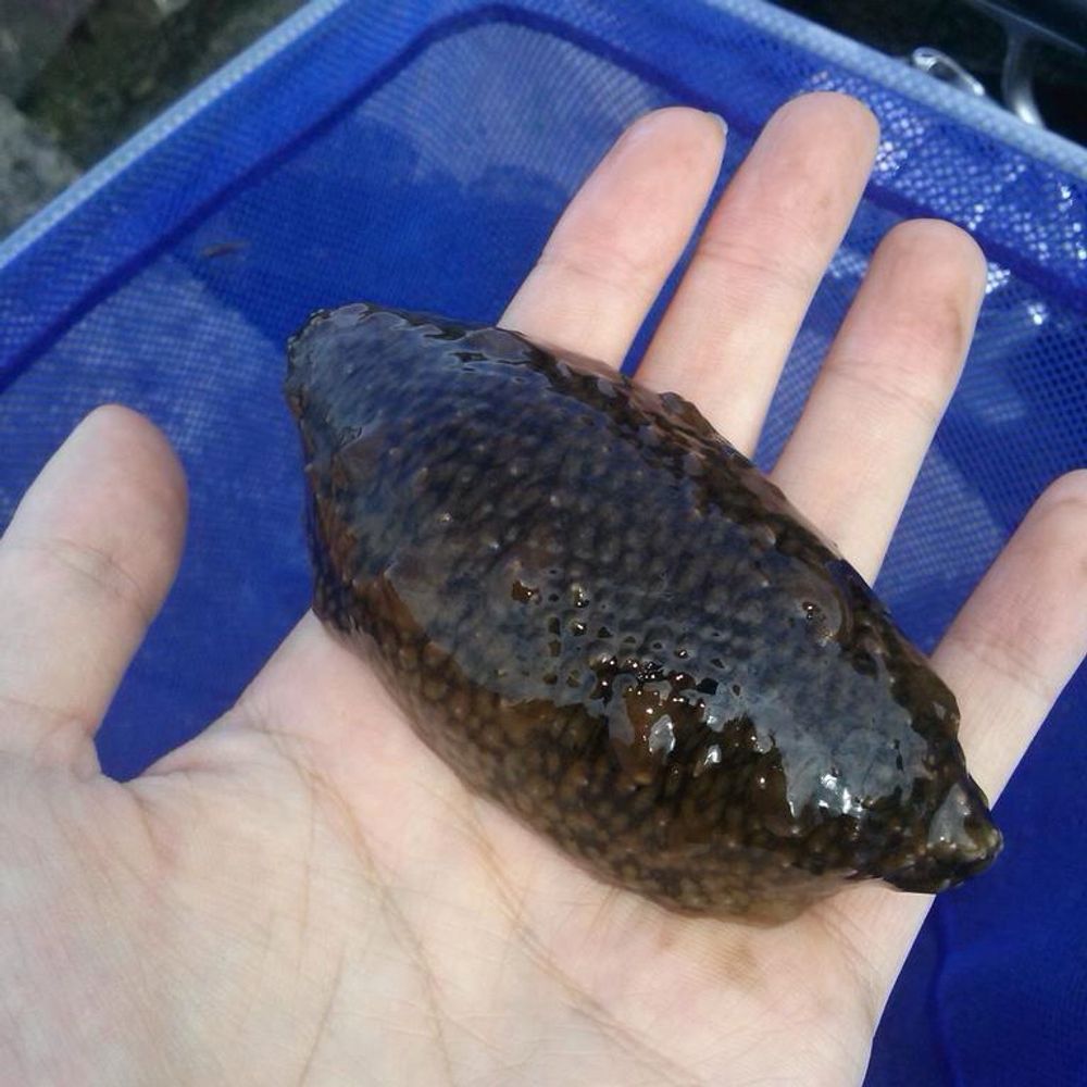 utopiebh5.bsky.social