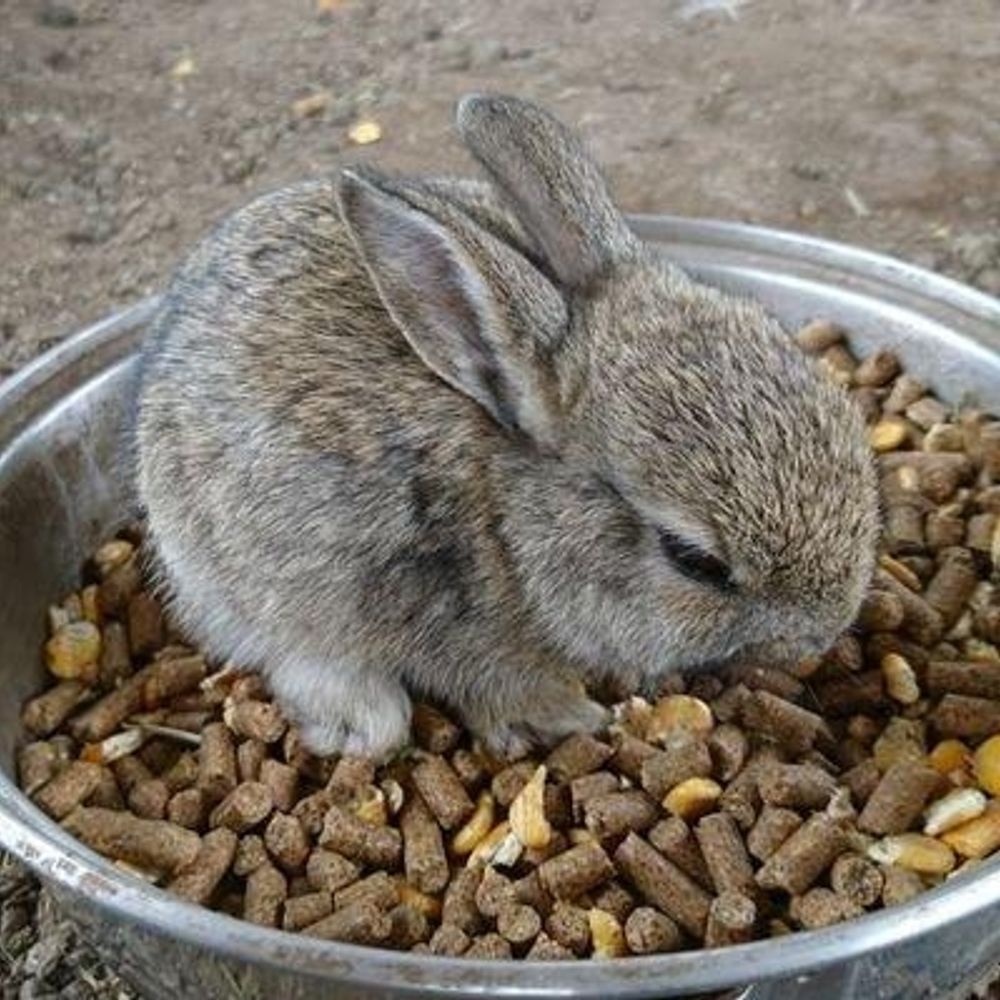 あさ🐇