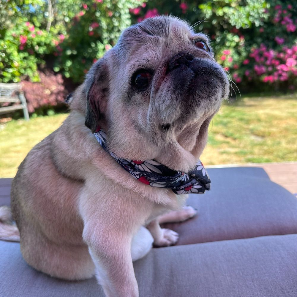 Pug Mama