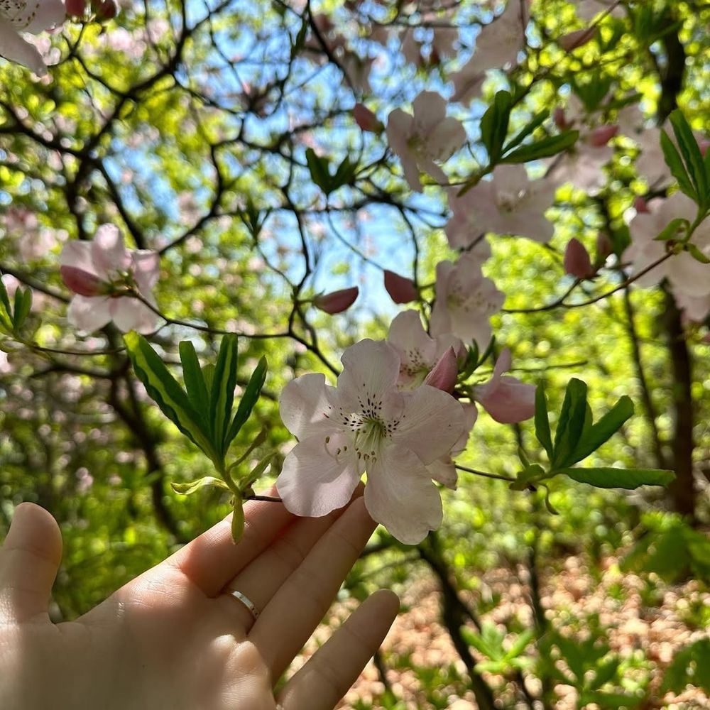 Shuimu Nianhua